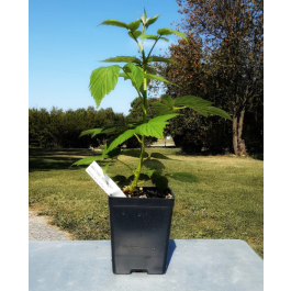 Potted Plant Raspberry Heritage