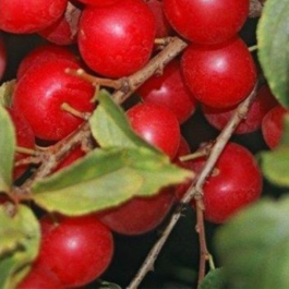 Bush Cherry - Jan (2 varieties needed for pollination)