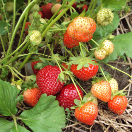 AC Valley Sunset Strawberry - June Bearer - Late Season 25/bundle