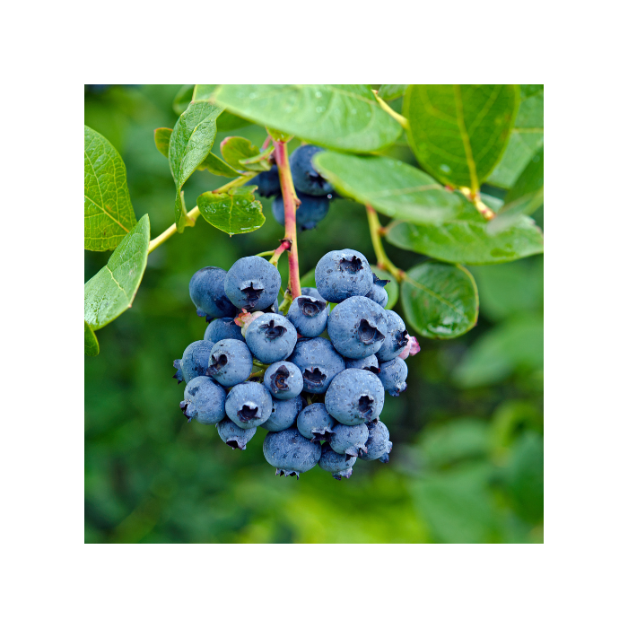 (SOLD OUT 2026 SEASON) Elliott Blueberry - Late Season