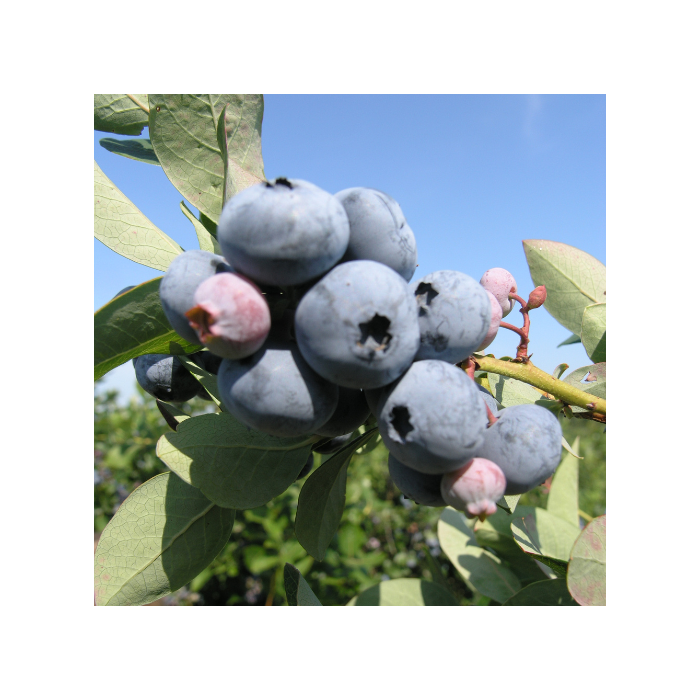 SOLD OUT 2026 SEASON) Blueray Blueberry - Early-Mid Season