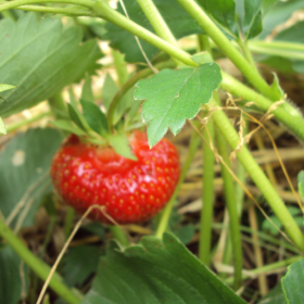 Strawberry bareroot plants 