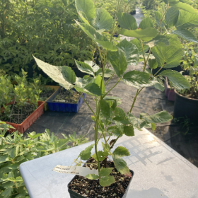 Blackberry Apache Potted Plant 