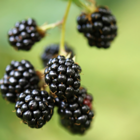 Apache blackberry bareroot plants
