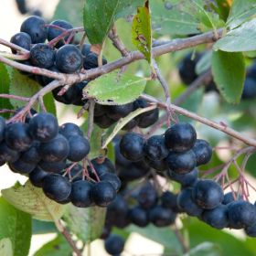 Aronia Nero 
Aronia bareroot plant