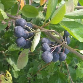 Aronia Viking bareroot plant