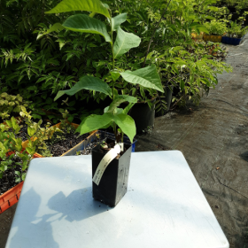 Paw Paw Atwood Potted Plant 