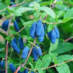 Aurora honeyberry bareroot plant