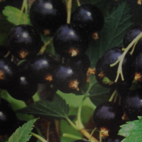 Ban Sarek black currant bareroot plant