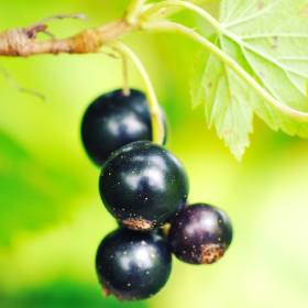 Black September black currant bareroot plant