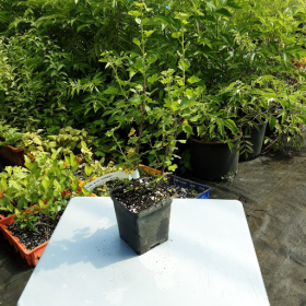 Gooseberry Black Velvet Potted Plant 