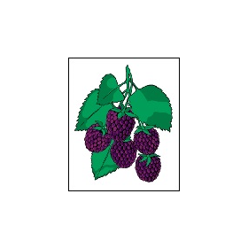 Blackberries 13" x 17" Card Stock Road Sign (Minimum 10 to order) 