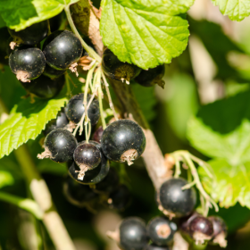 Blackdown black currant bareroot plant