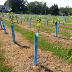 Blue-X Vine Shelters (minimum to order 5)