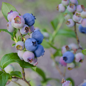 Blueberry bareroot plant
