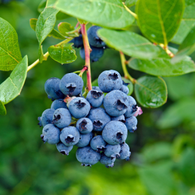 Elliot blueberry bareroot plant