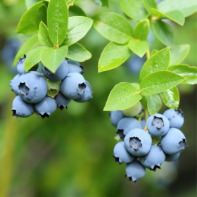 Blueberry bareroot plant