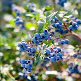 Razz Blueberry - Mid Season 