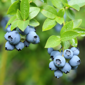 Spartan blueberry bareroot plant