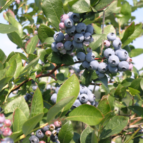 Bluecrop blueberry bareroot plant