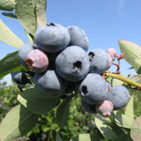 Blueray blueberry bareroot plant