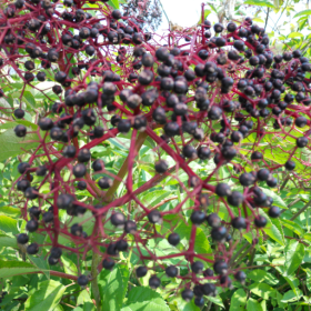 Bob Gordon elderberry bareroot plant
