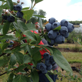 Bonus blueberry bareroot plant