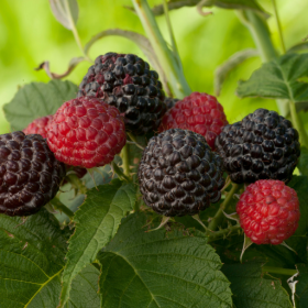 Bristol raspberry bareroot plants 