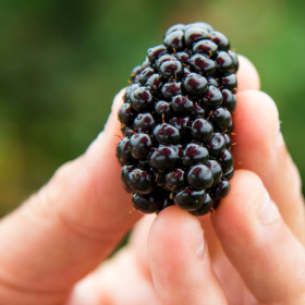 Caddo blackberry bareroot plants