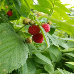 Canby raspberry bareroot plants 