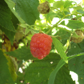 Caroline raspberry bareroot plants 