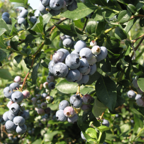 Chandler blueberry bareroot plant
