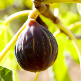 Chicago Hardy fig bareroot plant 