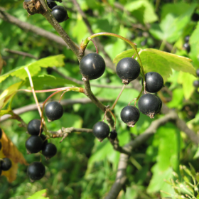 Consort black currant bareroot plant