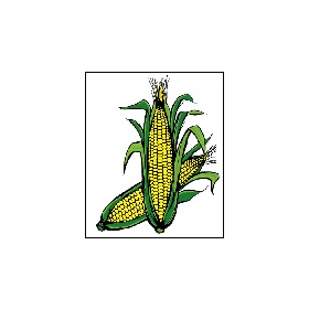Corn 13" x 17" Card Stock Road Sign (Minimum 10 to order) 