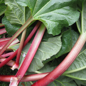 Crimson Red rhubarb bareroot plants