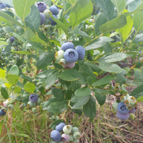 Duke blueberry bareroot plant