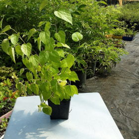 Mulberry Dwarf Potted Plant