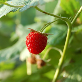 Encore raspberry bareroot plants 