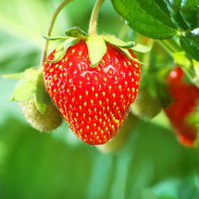 Flavorfest strawberry bareroot plants