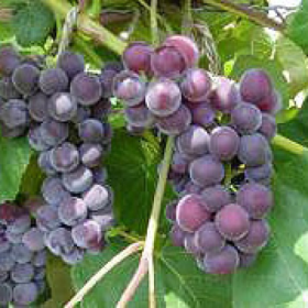 Fredonia black seeds grape bareroot plant