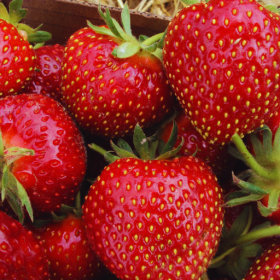 Galletta strawberry bareroot plants