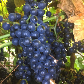 Geneva dark red wine grape bareroot plant