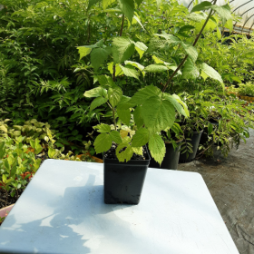Raspberry Glencoe Purple Potted Plant