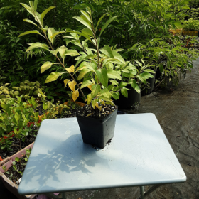 Goji Berry Potted Plant 