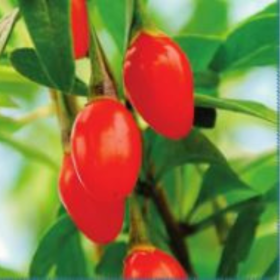 Goji berry bareroot plant 