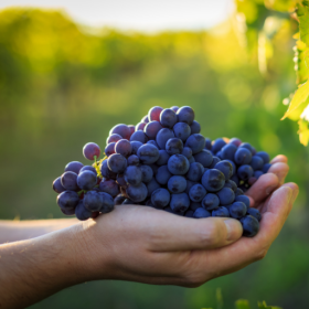 Grapes bareroot plants 