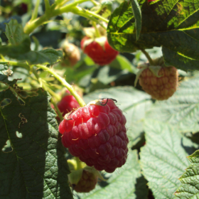 Heritage raspberry bareroot plants 