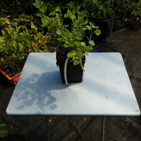 Gooseberry Hinnomaki Yellow Potted Plant 