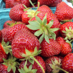 Honeoye strawberry bareroot plants